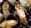 Ape regina selezionata razza Buckfast, fecondata - disponibile dal fine aprile 2023. L`ordine vale come prenotazione.
